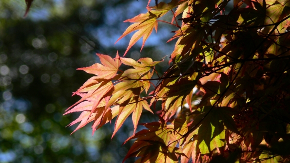 Bois des Moutiers (189) Mai 2012
